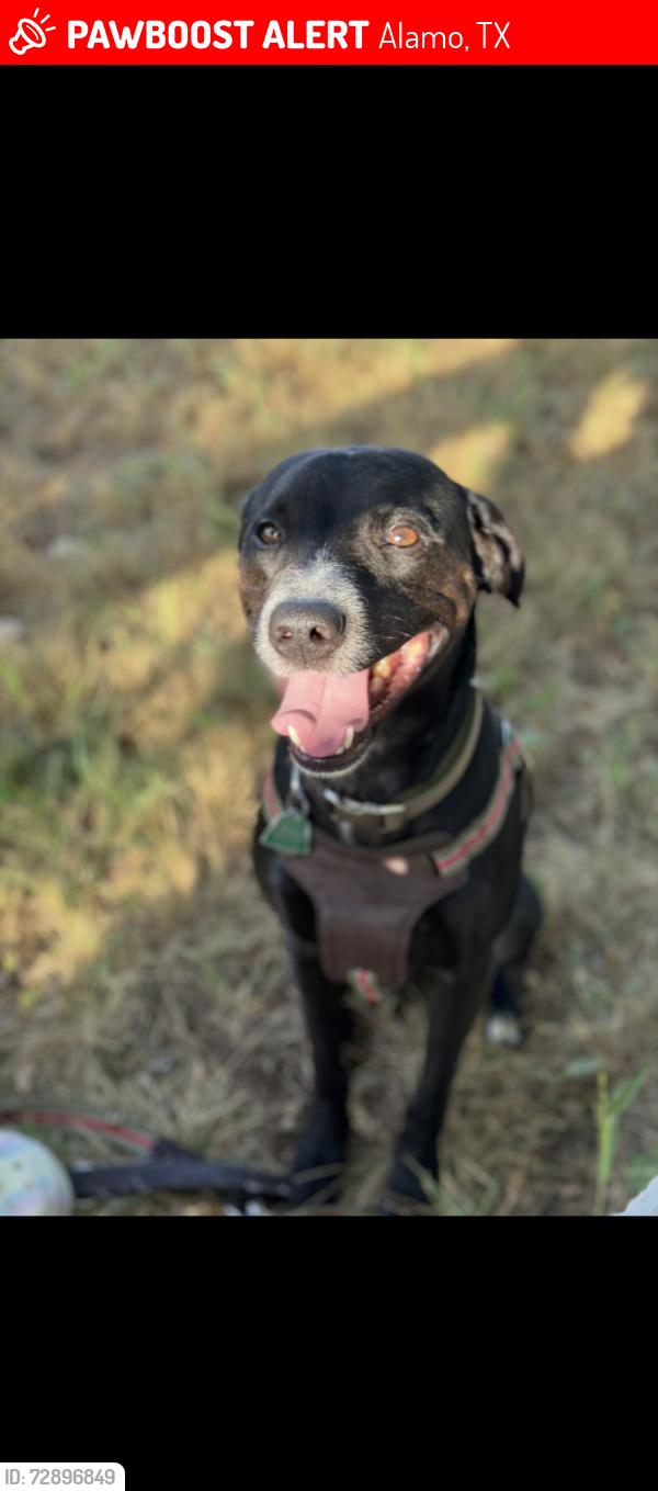 Lost Male Dog last seen Duranta Ave, expressway, tower road, Alamo, TX 78516