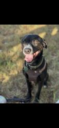 Lost Male Dog last seen Duranta Ave, expressway, tower road, Alamo, TX 78516