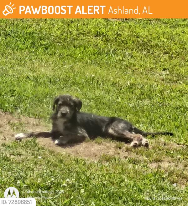 Found/Stray Male Dog last seen Near Pleasant Hill Rd Ashland Alabama, Ashland, AL 36251