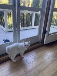 Lost Male Cat last seen Savannah Road, Redwood Road, Floribel, Fernwood Drive, San Anselmo, CA 94960