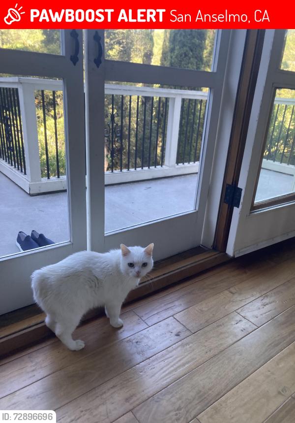 Lost Male Cat last seen Savannah Road, Redwood Road, Floribel, Fernwood Drive, San Anselmo, CA 94960