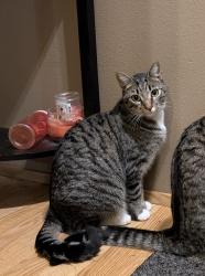 Lost Male Cat last seen NE 94th St and 107th Ave, Vancouver, WA 98662