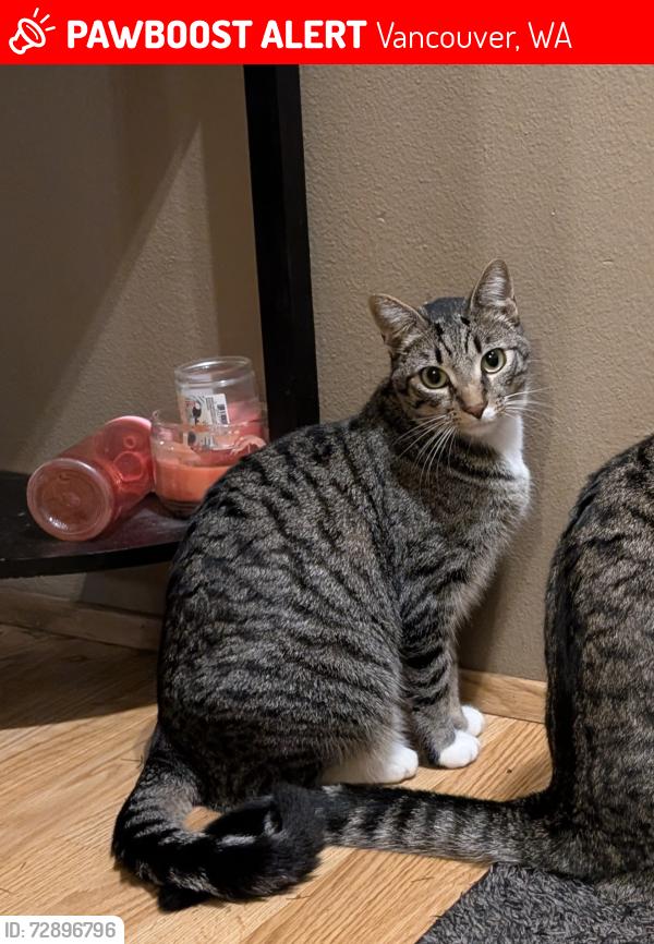 Lost Male Cat last seen NE 94th St and 107th Ave, Vancouver, WA 98662