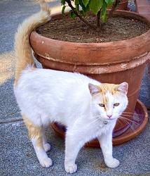 Reunited Female Cat last seen Apricot lane, San Jose, CA 95121