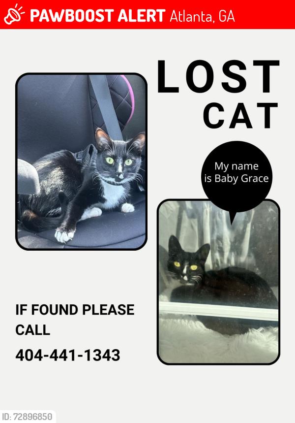 Lost Female Cat last seen Near Tyewood Ln, Atlanta, GA, Atlanta, GA 30331