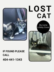 Lost Female Cat last seen Near Tyewood Ln, Atlanta, GA, Atlanta, GA 30331