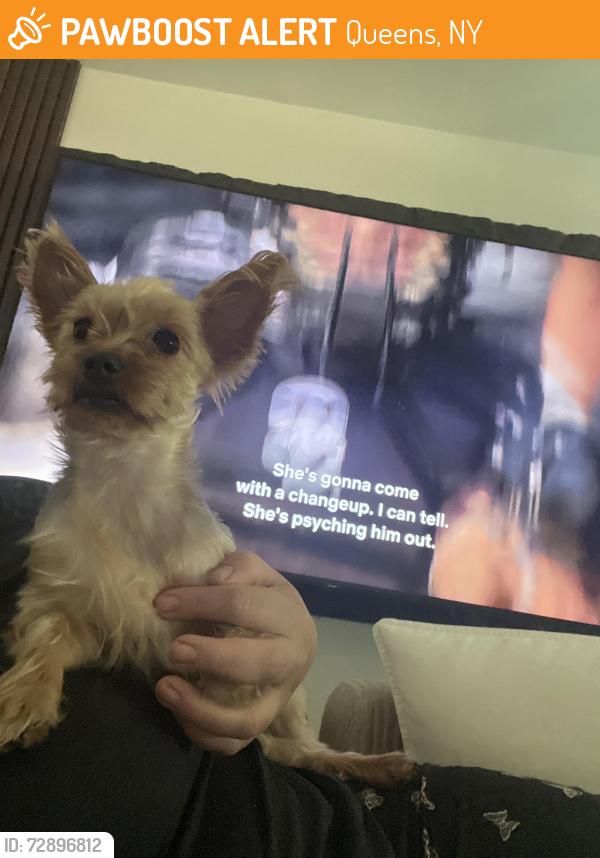Found/Stray Female Dog last seen Cooper and 80th street, Queens, NY 11385