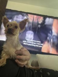 Found/Stray Female Dog last seen Cooper and 80th street, Queens, NY 11385