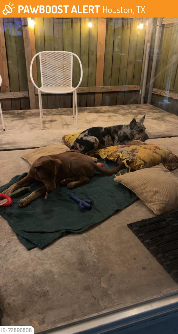 Found/Stray Female Dog last seen Mangum Manor Park, Houston, TX 77092