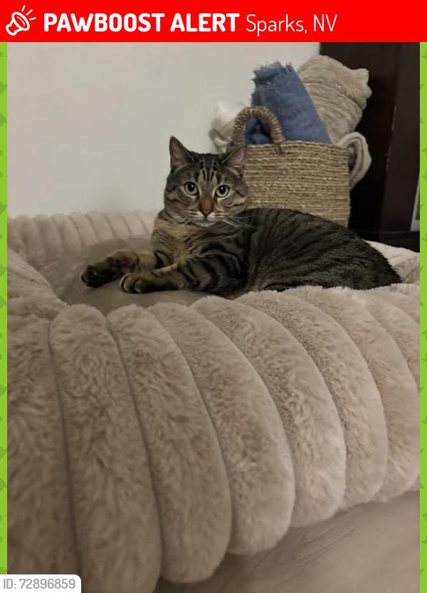 Lost Female Cat last seen Kiley Parkway , Sparks, NV 89436