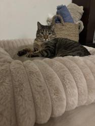 Lost Female Cat last seen Kiley Parkway , Sparks, NV 89436