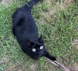 Reunited Female Cat last seen Imperial ave and cedar street, also near acacia st, El Segundo, CA 90245