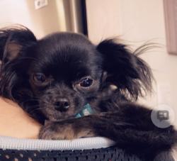 Lost Female Dog last seen Miller Rd and McDowell, Scottsdale, AZ 85260
