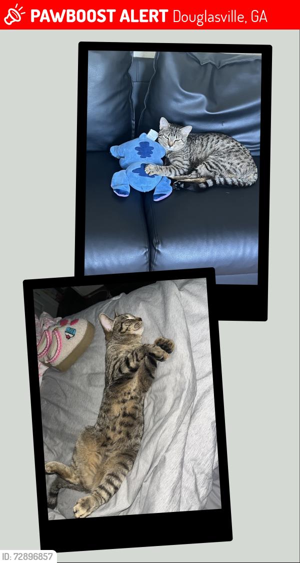 Lost Female Cat last seen Church Street, Fairburn Rd, & Veterans Memorial Hwy, Douglasville, GA 30134