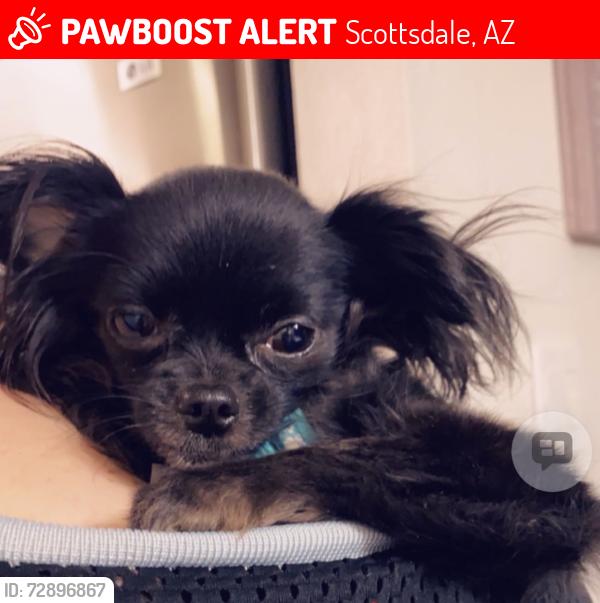 Lost Female Dog last seen Miller Rd and McDowell, Scottsdale, AZ 85260