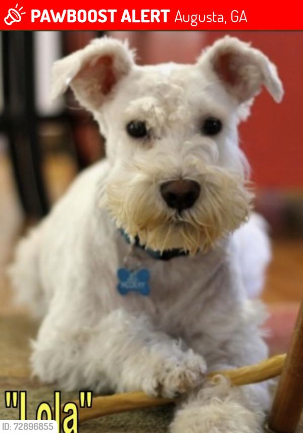 Lost Female Dog last seen Mike Padgett Hwy, Augusta, GA 30906