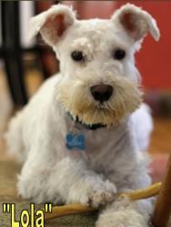 Lost Female Dog last seen Mike Padgett Hwy, Augusta, GA 30906