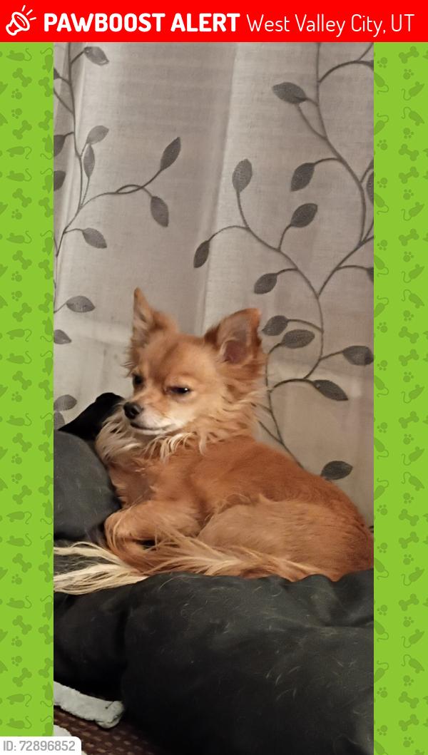 Lost Male Dog last seen Chevron, West Valley City, UT 84120