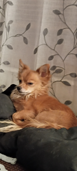 Lost Male Dog last seen Chevron, West Valley City, UT 84120