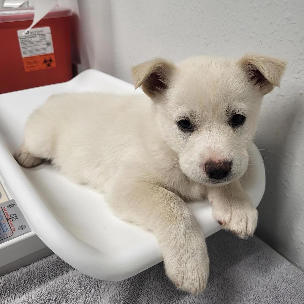 Shelter Stray Female Dog last seen Not Provided., Pauma Valley, CA, 92061, Escondido, CA 92027