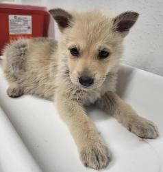 Shelter Stray Female Dog last seen Not Provided., Pauma Valley, CA, 92061, Escondido, CA 92027