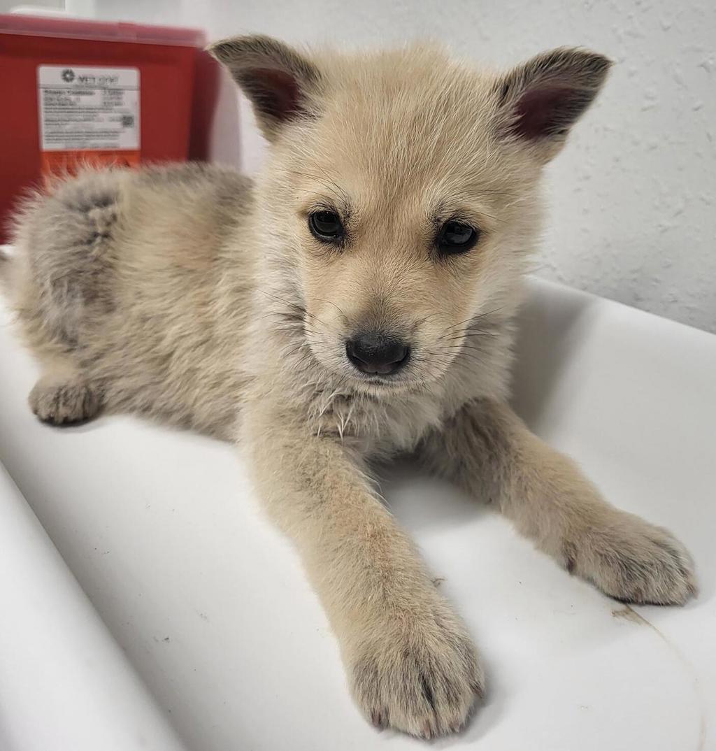 Shelter Stray Female Dog last seen Not Provided., Pauma Valley, CA, 92061, Escondido, CA 92027