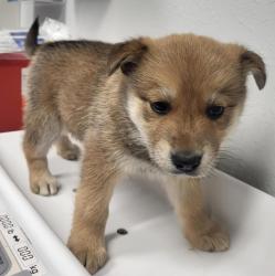 Shelter Stray Female Dog last seen Not Provided., Pauma Valley, CA, 92061, Escondido, CA 92027