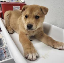 Shelter Stray Male Dog last seen Not Provided., Pauma Valley, CA, 92061, Escondido, CA 92027