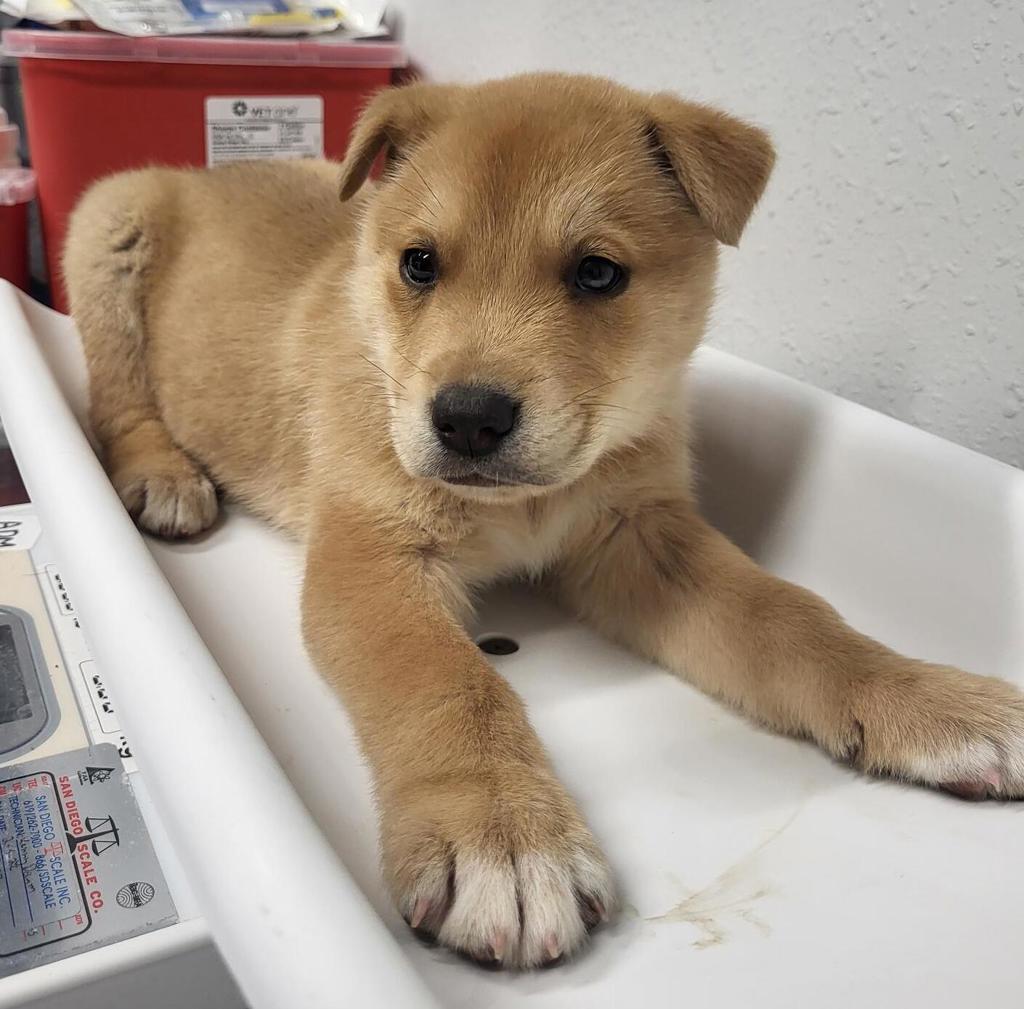 Shelter Stray Male Dog last seen Not Provided., Pauma Valley, CA, 92061, Escondido, CA 92027