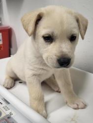 Shelter Stray Female Dog last seen Not Provided., Pauma Valley, CA, 92061, Escondido, CA 92027