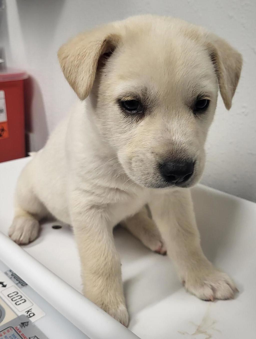 Shelter Stray Female Dog last seen Not Provided., Pauma Valley, CA, 92061, Escondido, CA 92027