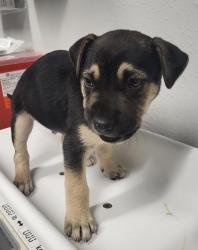 Shelter Stray Male Dog last seen Not Provided., Pauma Valley, CA, 92061, Escondido, CA 92027