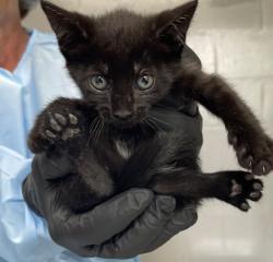 Shelter Stray Female Cat last seen Near W Valley Parkway, Escondido, CA, 92026, Escondido, CA 92027