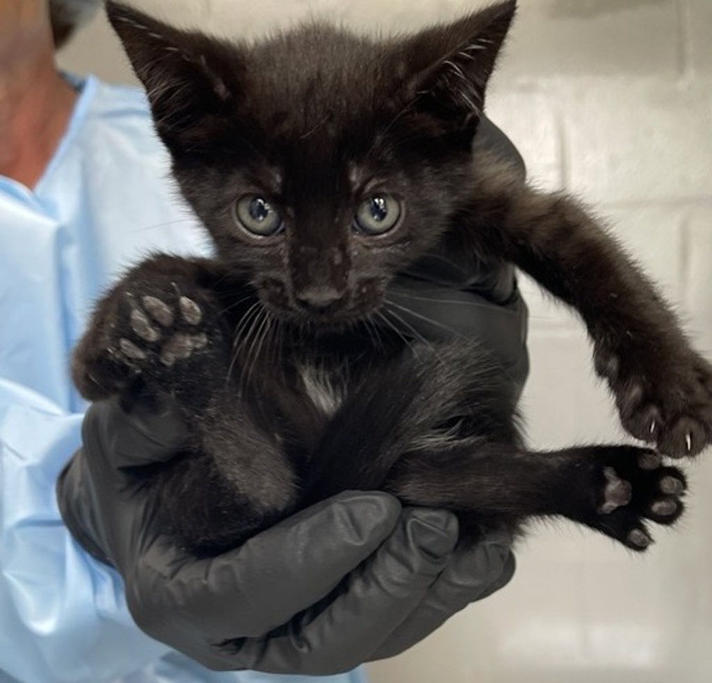 Shelter Stray Female Cat last seen Near W Valley Parkway, Escondido, CA, 92026, Escondido, CA 92027