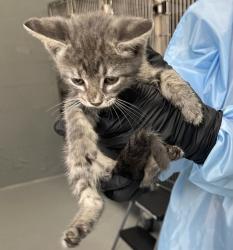 Shelter Stray Male Cat last seen Near W Valley Parkway, Escondido, CA, 92026, Escondido, CA 92027