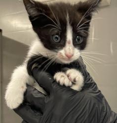Shelter Stray Male Cat last seen Near W Valley Parkway, Escondido, CA, 92026, Escondido, CA 92027
