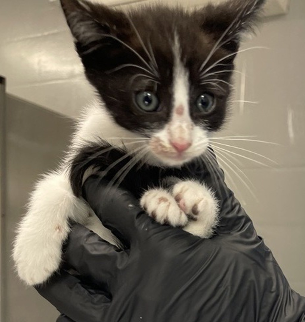 Shelter Stray Male Cat last seen Near W Valley Parkway, Escondido, CA, 92026, Escondido, CA 92027