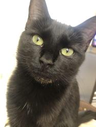 Reunited Female Cat last seen Near E Marco Polo Rd. , Phoenix, AZ 85050