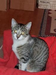 Reunited Female Cat last seen Near Block of Panorama Drive, north of Verdos, Ponderosa Park, Elizabeth, CO 80107, Elizabeth, CO 80107