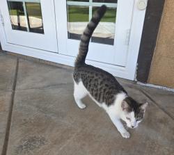 Found/Stray Male Cat last seen Garbani Rd & Haun Rd, Menifee, CA 92584