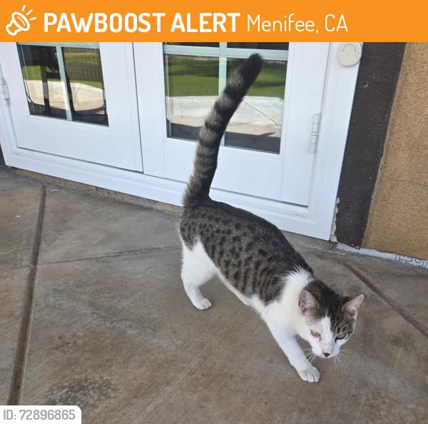 Found/Stray Male Cat last seen Garbani Rd & Haun Rd, Menifee, CA 92584