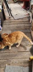 Found/Stray Unknown Cat last seen Napa street and bismark ave, Spokane, WA 99208