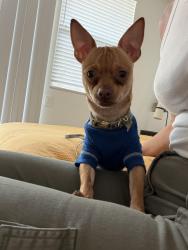 Reunited Male Dog last seen University of Southern California, Los Angeles, CA 90007