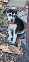 Found/Stray Male Dog last seen Near Hwy 72, Lumberton, NC 28360