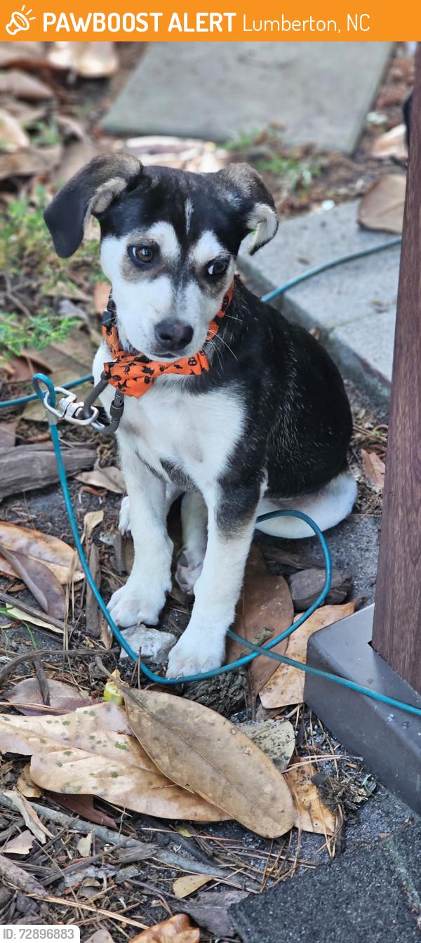Found/Stray Male Dog last seen Near Hwy 72, Lumberton, NC 28360