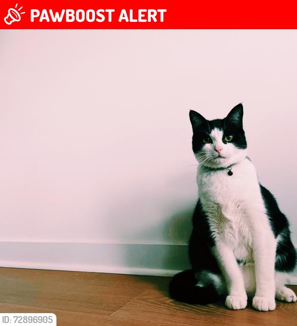Lost Male Cat last seen Lookout Mountain, Lookout Mountain, TN 37350