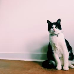 Lost Male Cat last seen Lookout Mountain, Lookout Mountain, TN 37350