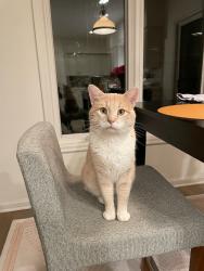 Lost Male Cat last seen East Lake Harriet Parkway, Minneapolis, MN 55409