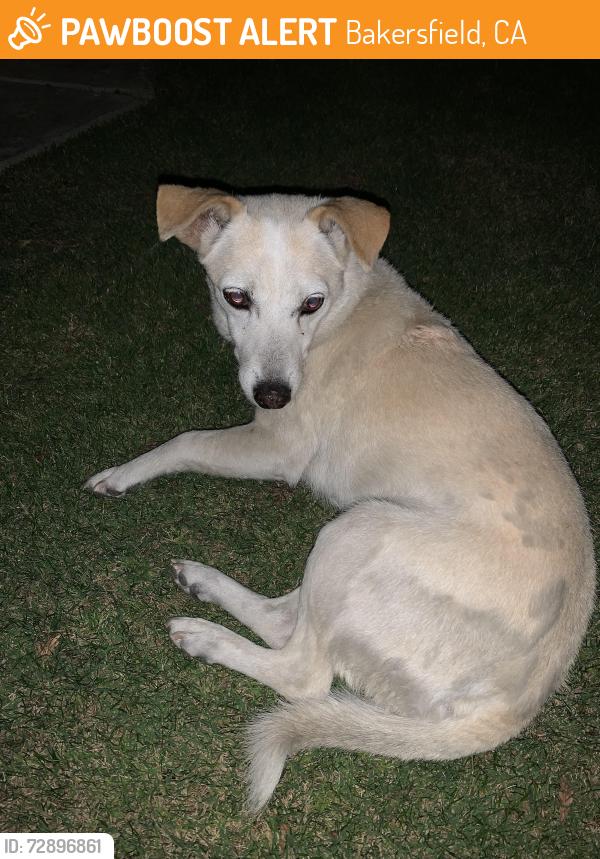 Found/Stray Male Dog last seen Stonecreek Park on Akers Rd. , Bakersfield, CA 93313