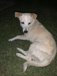 Found/Stray Male Dog last seen Stonecreek Park on Akers Rd. , Bakersfield, CA 93313